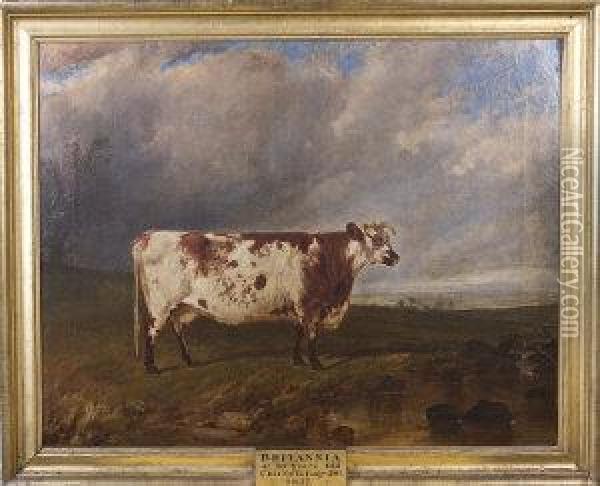 Mr. Thomas Barnes Of Westlands, (moynalty) Prize Cow Britannia Oil Painting - James Walsham Baldock