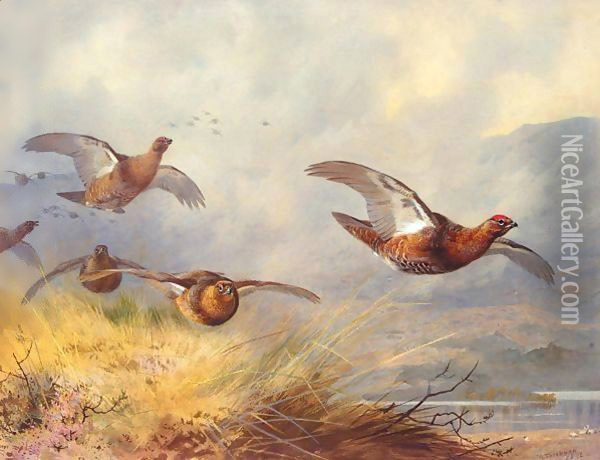 Grouse in flight Oil Painting - Archibald Thorburn