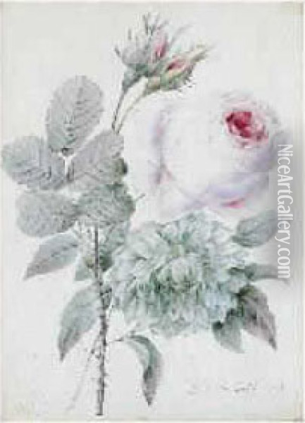 Dalhia Et Roses Oil Painting - Pierre-Joseph Redoute