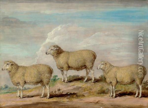 Reynolds's Bamtton Ram, Ewe And Wether Oil Painting - James Ward