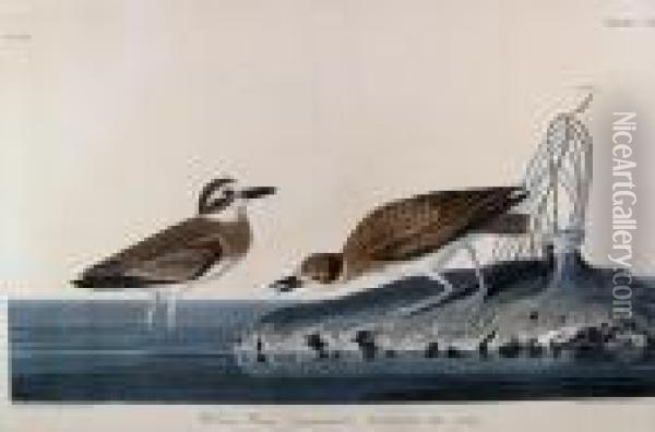 Wilson's Plover Oil Painting - John James Audubon