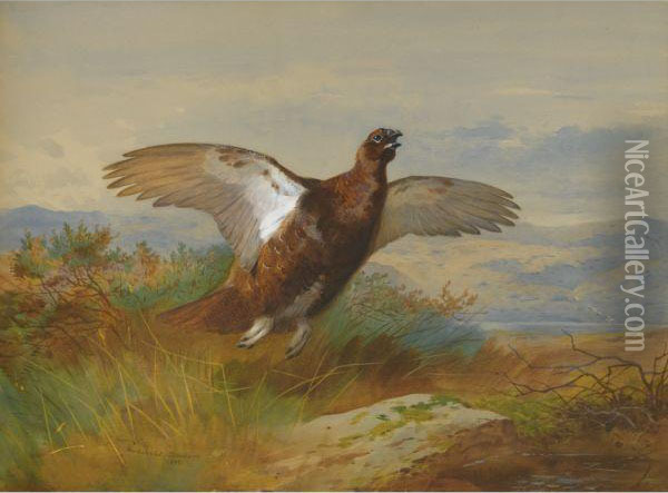 Red Grouse In Flight Oil Painting - Archibald Thorburn