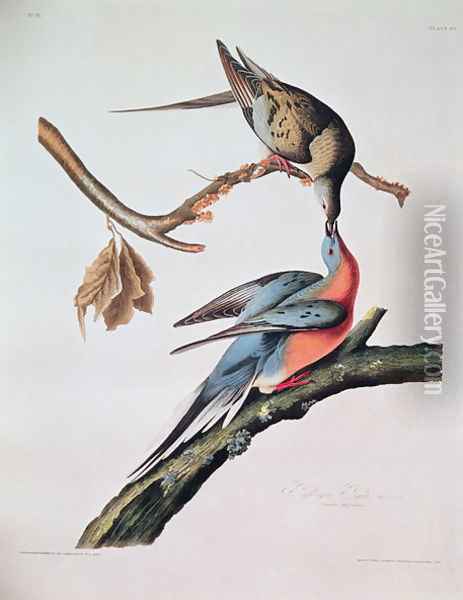 Passenger Pigeon, from 'Birds of America' Oil Painting - John James Audubon
