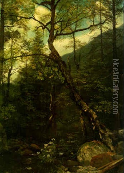 Woodland Interior, Catskills Oil Painting - Albert Bierstadt