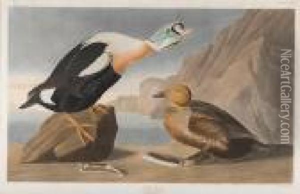 King Duck Oil Painting - John James Audubon