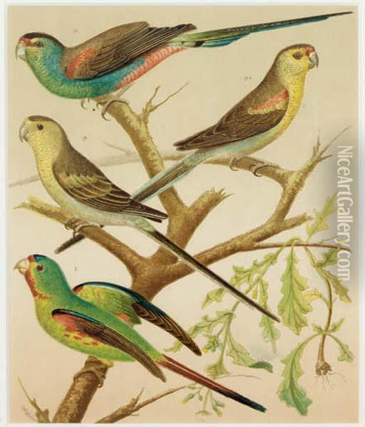 The Illustrated Book Of Canaries And Cage-birds, British And Foreign: Six Plates Oil Painting - William Rutledge