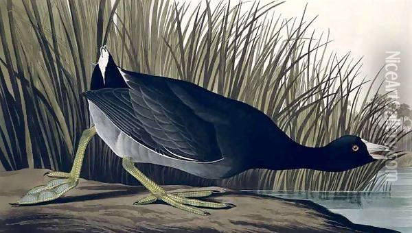 American Coot, from 'Birds of America' Oil Painting - John James Audubon