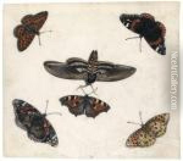 Studies Of Five Butterflies And A Hawk Moth Oil Painting - Jan van Kessel