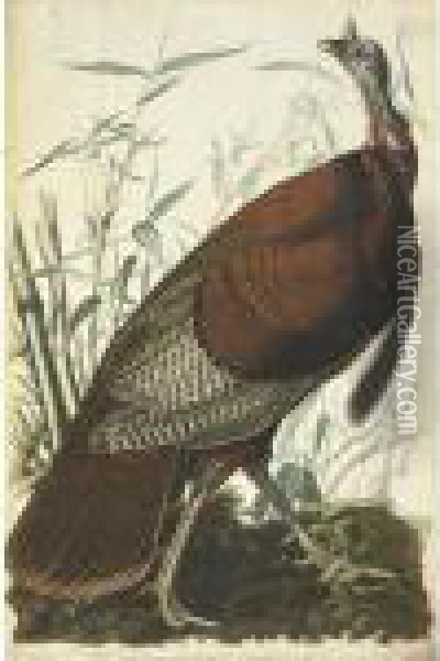 Wild Turkey, Male Oil Painting - John James Audubon