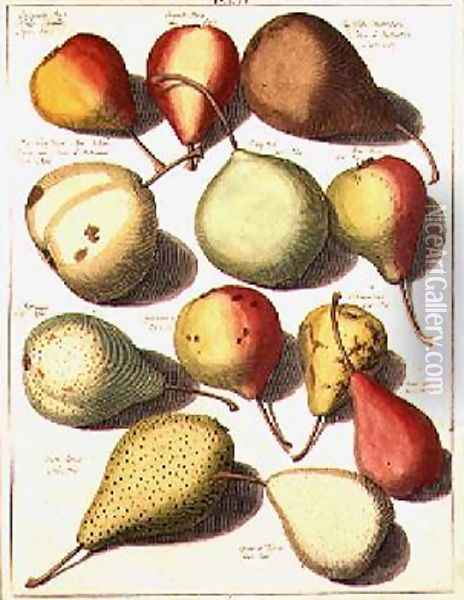 Pears Oil Painting - Knoop, Johannes Hendrik