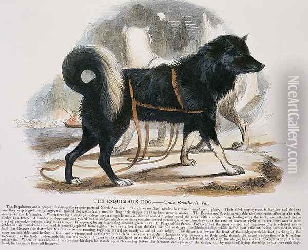The Esquimaux Dog (Canis familiaris) educational illustration pub. by the Society for Promoting Christian Knowledge, 1843 Oil Painting - Josiah Wood Whymper