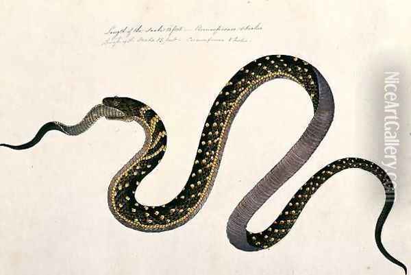 Large snake eating another, from 'Drawings of Animals, Insects and Reptiles from Malacca', c.1805-18 Oil Painting - Anonymous Artist