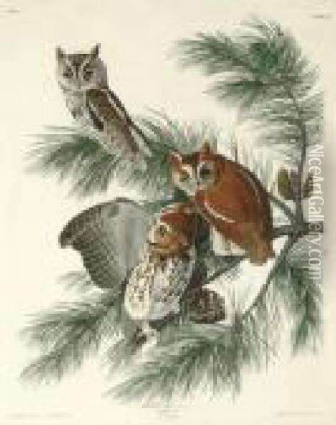 Mottled Owl (plate 97)
Strix Asio Oil Painting - Robert I Havell