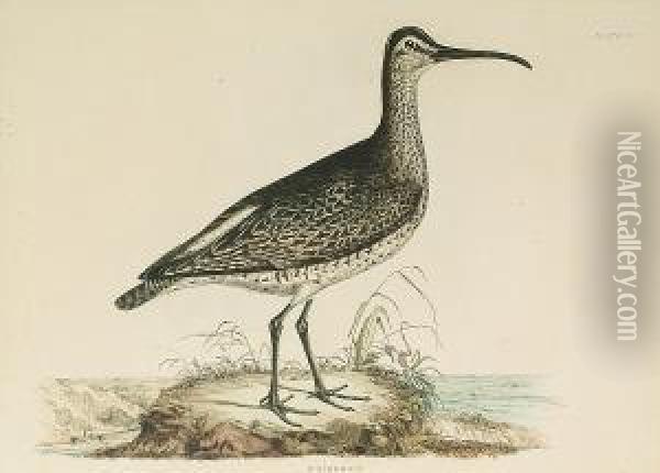 'whimbrell', 'common Thick Knee' Oil Painting - Prideaux John Selby