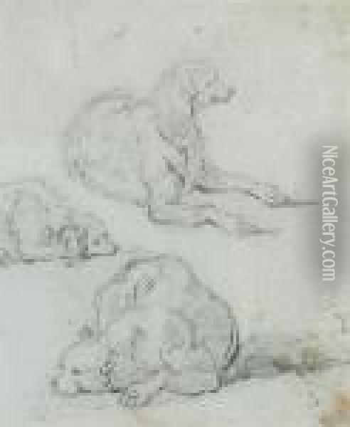 A Study Of A Dog Oil Painting - George Chinnery