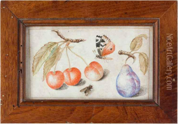 Natura Morta Con Farfalla, Ciliegie E Prugna Oil Painting - Fra Francesco Maria Da Ripatransone