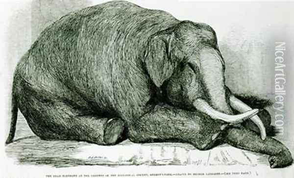 The Dead Elephant at the Gardens of the Zoological Society Regents Park Oil Painting - George Landseer