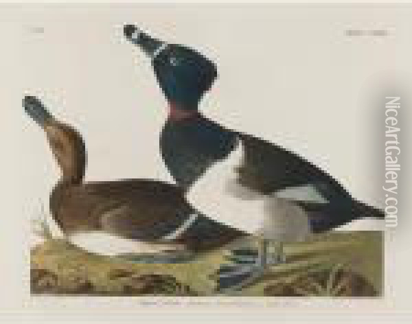Tufted Duck Oil Painting - John James Audubon