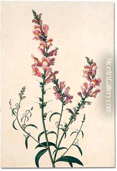 Study of a spray of snapdragons Oil Painting - Pancrace Bessa