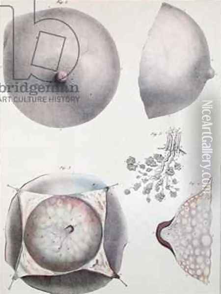 Anatomy of the breast from Manuel dAnatomie descriptive du Corps Humain Oil Painting - Haincelin
