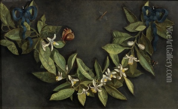 Orange Blossom Garland With Beetles And Butterflies, Suspended On Two Blue Ribbons Oil Painting - Andrea Belvedere