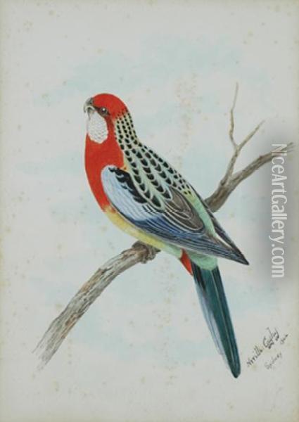 Rosella On A Branch Oil Painting - Neville Henry P. Cayley