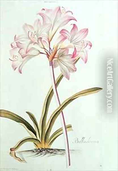 Lily Lilium belladonna Oil Painting - Georg Dionysius Ehret