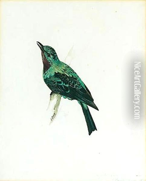A Purple-throated Chatterer Oil Painting - Edward Lear