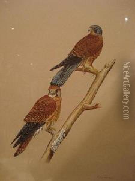A European Gyr Falcon Perched On A Rock; Studyof Two Kestrels On A Branch Oil Painting - William J. Quinlan