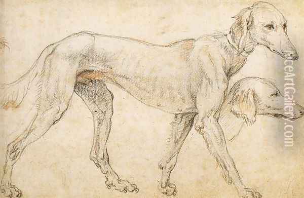 Studies of a Greyhound 1563-64 Oil Painting - Federico Zuccaro