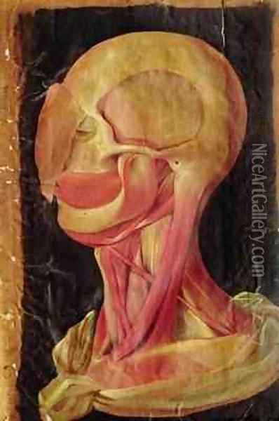 Anatomical drawing of the human head Oil Painting - Hieronymus Fabricius ab Aquapendente