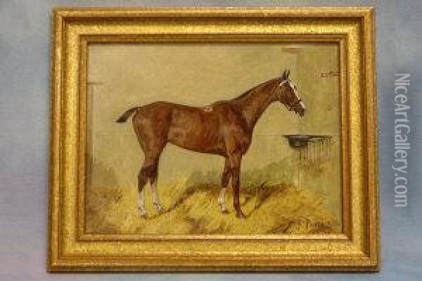 Study Of A Horse In Stable 