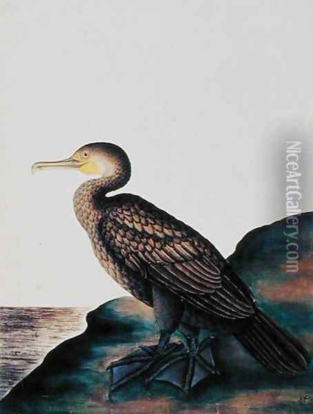 Duck, from 'Drawings of Birds from Malacca', c.1805-18 Oil Painting - Anonymous Artist