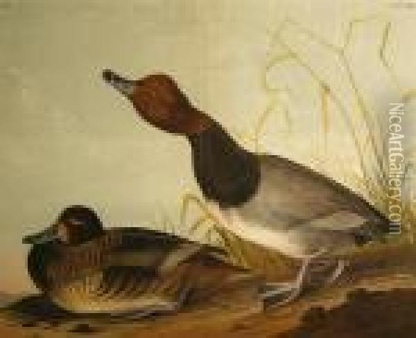 Red-headed Duck (pl. 396) Oil Painting - John James Audubon