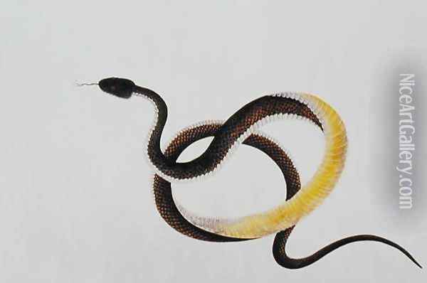 Snake, from 'Drawings of Animals, Insects and Reptiles from Malacca', 1805-18 Oil Painting - Anonymous Artist