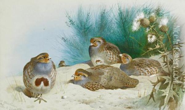 English Partridge With Gorse And Thistles Oil Painting - Archibald Thorburn