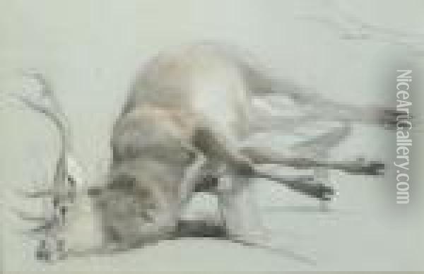 Study Of A Stag With A Subsidiary Study Of The Right Hind Leg Oil Painting - Landseer, Sir Edwin