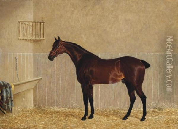 A Bay Racehorse In A Stable Oil Painting - John Frederick Herring Snr
