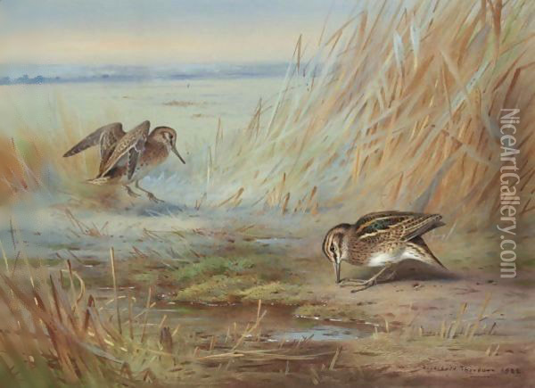 Common Snipe On Marshland Oil Painting - Archibald Thorburn