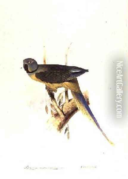 Parakeet Palaeornis Melanorhymhus Oil Painting - Edward Lear