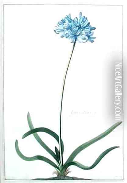 Hyacinthus africanus tuberosus flore Coeruleo Umbellato Breyn prod Oil Painting - Georg Dionysius Ehret