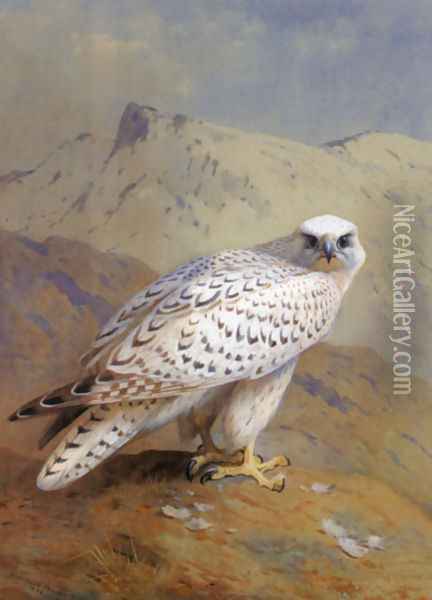 A Greenland, or Gyr Falcon Oil Painting - Archibald Thorburn