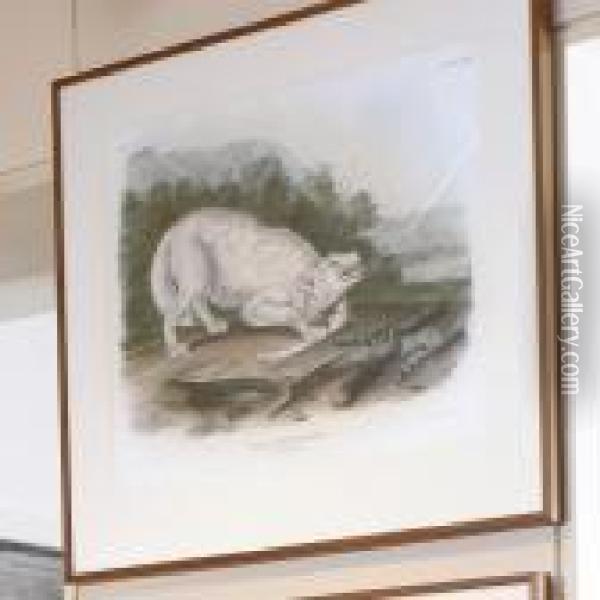 White American Wolf Oil Painting - John James Audubon