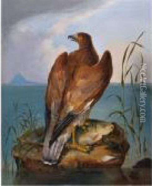 Bird Of Prey With Carp Oil Painting - John James Audubon