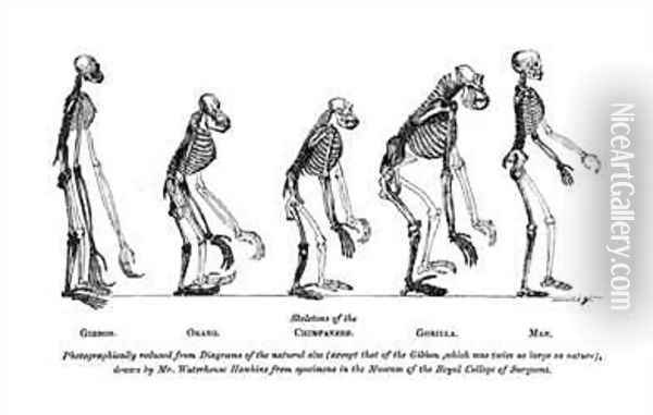 Skeletons of the Gibbon Orang utan Chimpanzee Gorilla and Man Oil Painting - Benjamin Waterhouse Hawkins