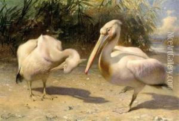 Two Pelicans Oil Painting - George Sturm