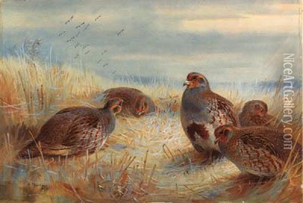 A Covey Of Partridge In The Stubble Oil Painting - Archibald Thorburn