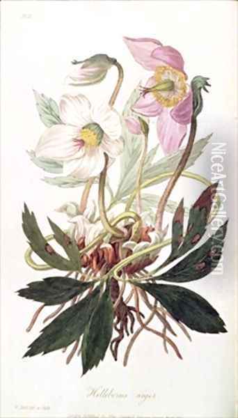 Christmas Rose from Medical Botany Oil Painting - William Clark