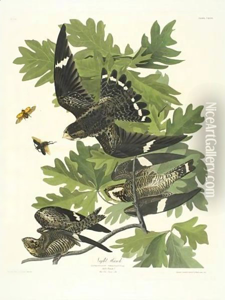 Night Hawk Oil Painting - John James Audubon