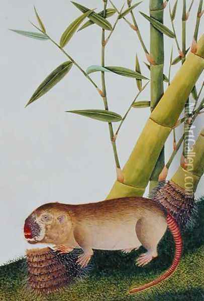 Bamboo Rat, Decan, from 'Drawings of Animals, Insects and Reptiles from Malacca', c.1805-18 Oil Painting - Anonymous Artist